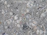 Bonita beach shells