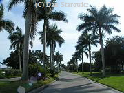 Palm lined street