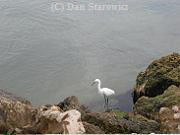 White Egret at Blind Pass